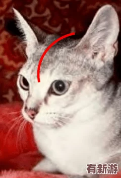 **貓視頻站