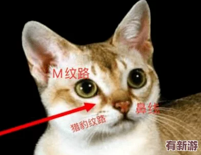 **貓視頻站