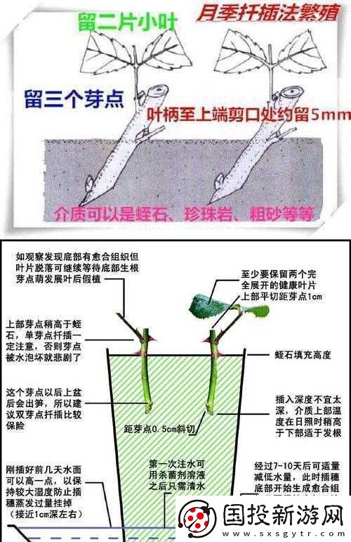 韓式-72-種扦插方式：實用技巧全解析