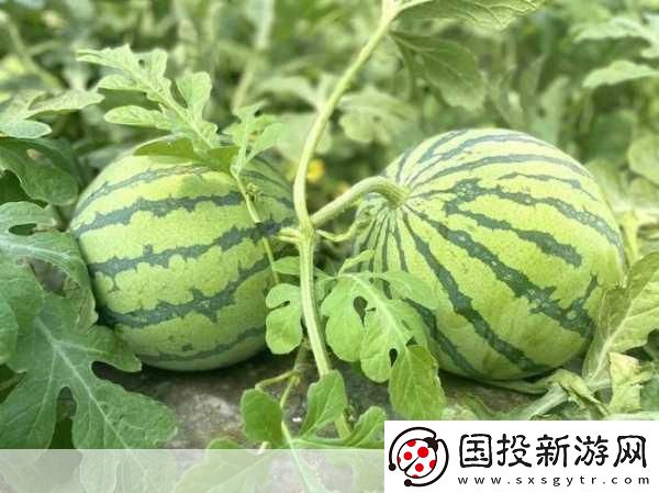 51吃瓜今日熱門(mén)大瓜與2021國(guó)產(chǎn)站重合：1.-今日吃瓜：2021國(guó)產(chǎn)站內(nèi)容大揭秘