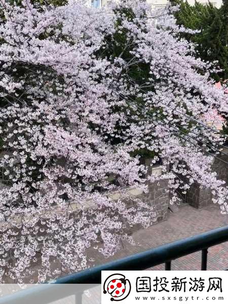 請(qǐng)用你的手打擾我櫻花