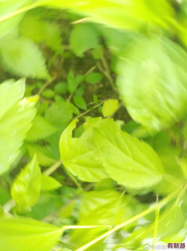 嫩葉草秘密秘