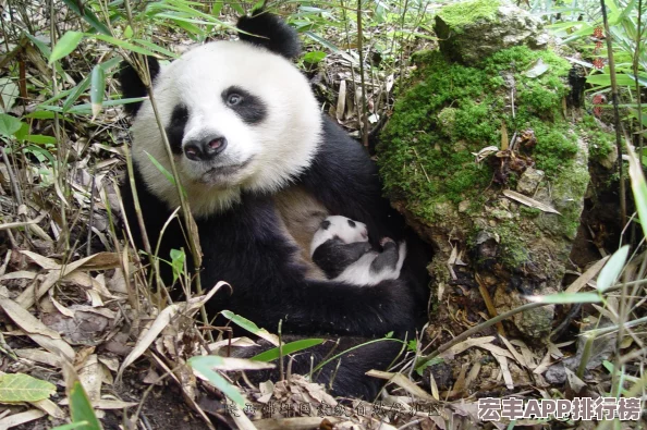 太極熊貓裝備強化指南：精煉技巧全解析-打造頂級戰(zhàn)力游戲攻略