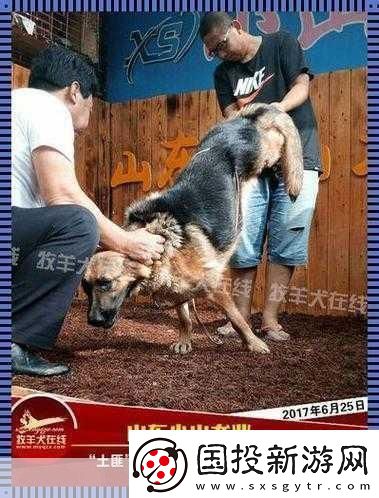 狗配人怎樣配-1.-狗與人：完美搭配的秘密！