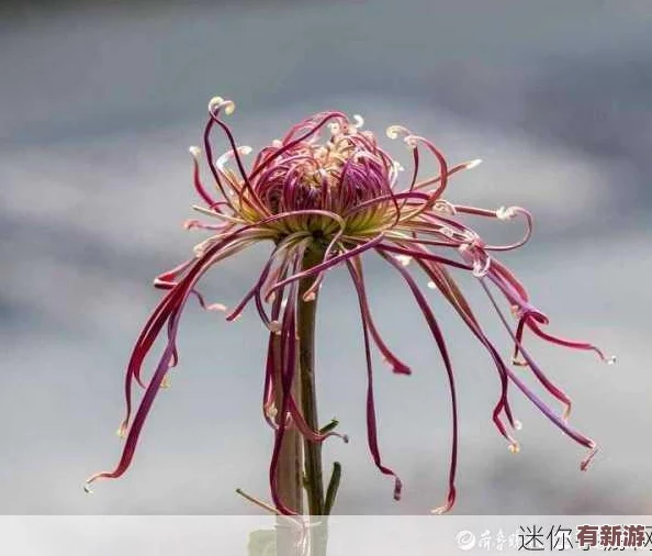 錯(cuò)一道題在菊花里放一支筆-勇敢面對(duì)錯(cuò)誤-才能收獲成長(zhǎng)與進(jìn)步