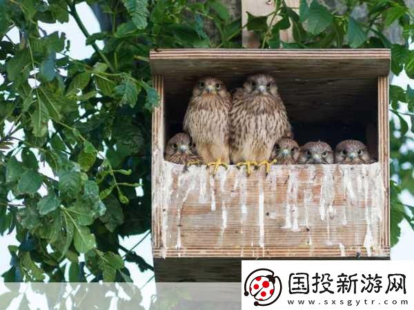 Mama-Hawk翱翔天際-化身鷹媽媽主宰藍天！