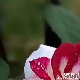 紅桃視頻.51.COm-用正能量點亮生活-讓每一天都充滿陽光和希望