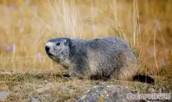 尋找代號超自然土撥鼠