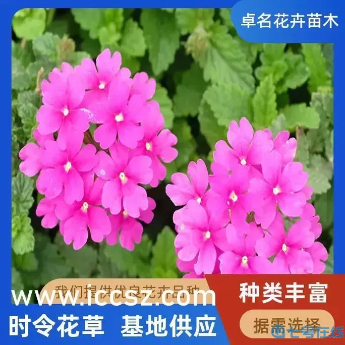 永久老夫子精品傳媒：傳承經(jīng)典-創(chuàng)新未來