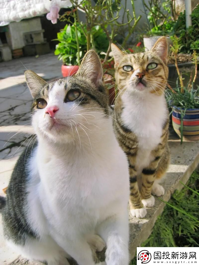 喵星人的錄像機(jī)：揭秘生活美好-還是吐槽大會(huì)