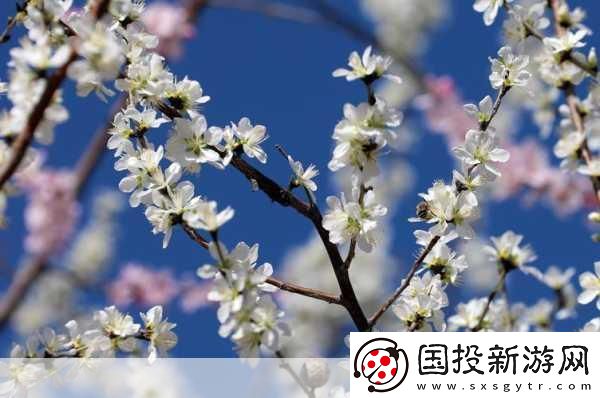 桃花社區(qū)：探索真實(shí)人際關(guān)系的在線平臺(tái)