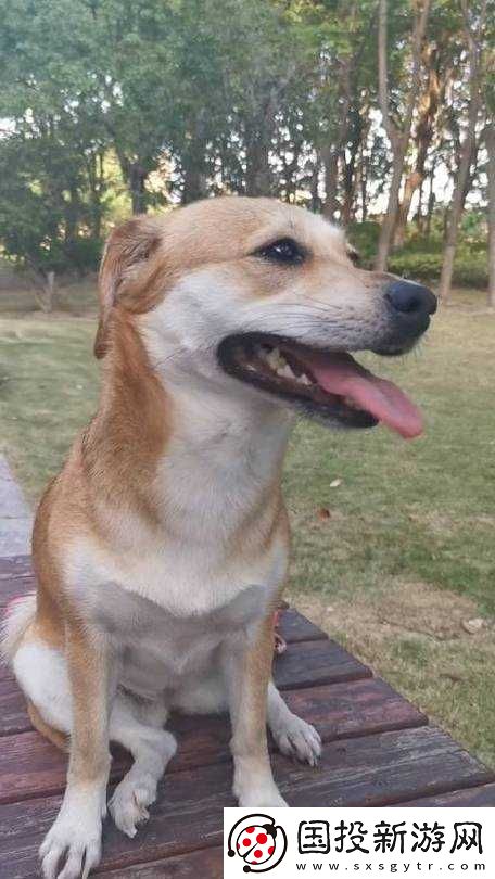 ZOOMSERVO-獸狗劇情解析：揭秘背后的故事