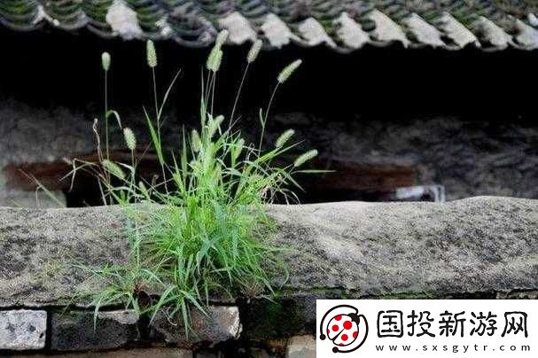 全家一桿大槍草-人丁興旺