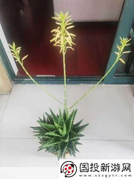 榨汁精靈的繁衍需求在貪婪榨汁精靈的繁衍與生態(tài)鏈探秘