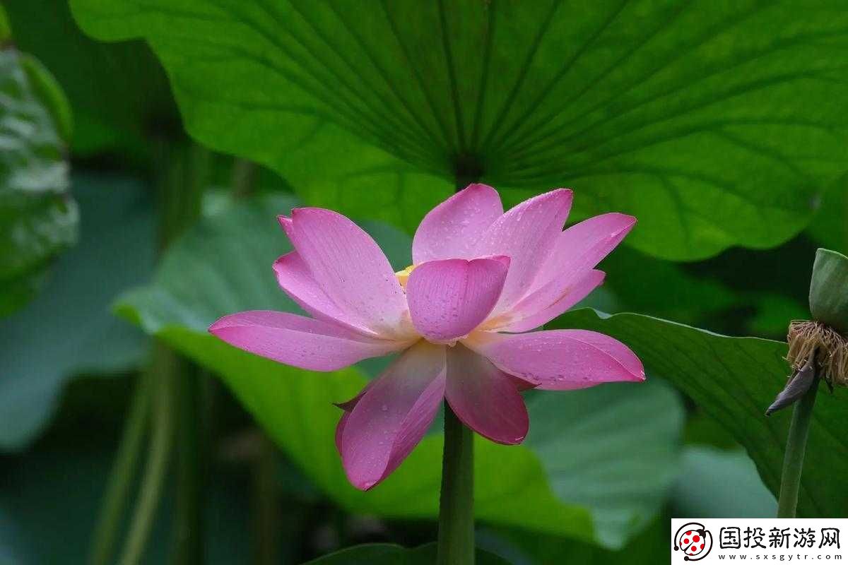 女人半夜蓮花開指什么：一種隱晦的表達