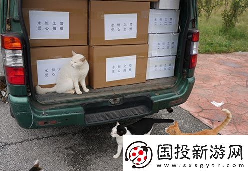 永恒之塔攜手玩家登陸“上海貓島”參與公益項目關愛社區(qū)流浪貓