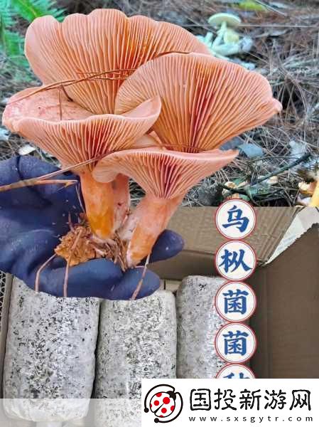 料理次元2017年度數(shù)據(jù)盛宴-你的味蕾冒險(xiǎn)全記錄！