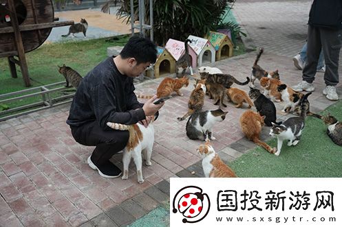 永恒之塔攜手玩家登陸“上海貓島”參與公益項目關愛社區(qū)流浪貓