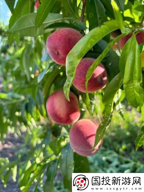 “蜜”謀顛覆桃之“駭浪”