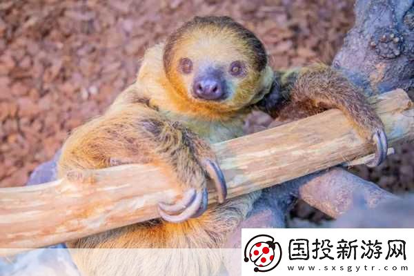 動(dòng)物朋友大觀園新情報(bào)曝光萌寵世界等你探索！