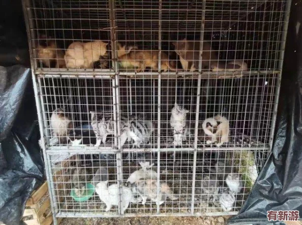 貓咪www最新地域網(wǎng)名怎么取