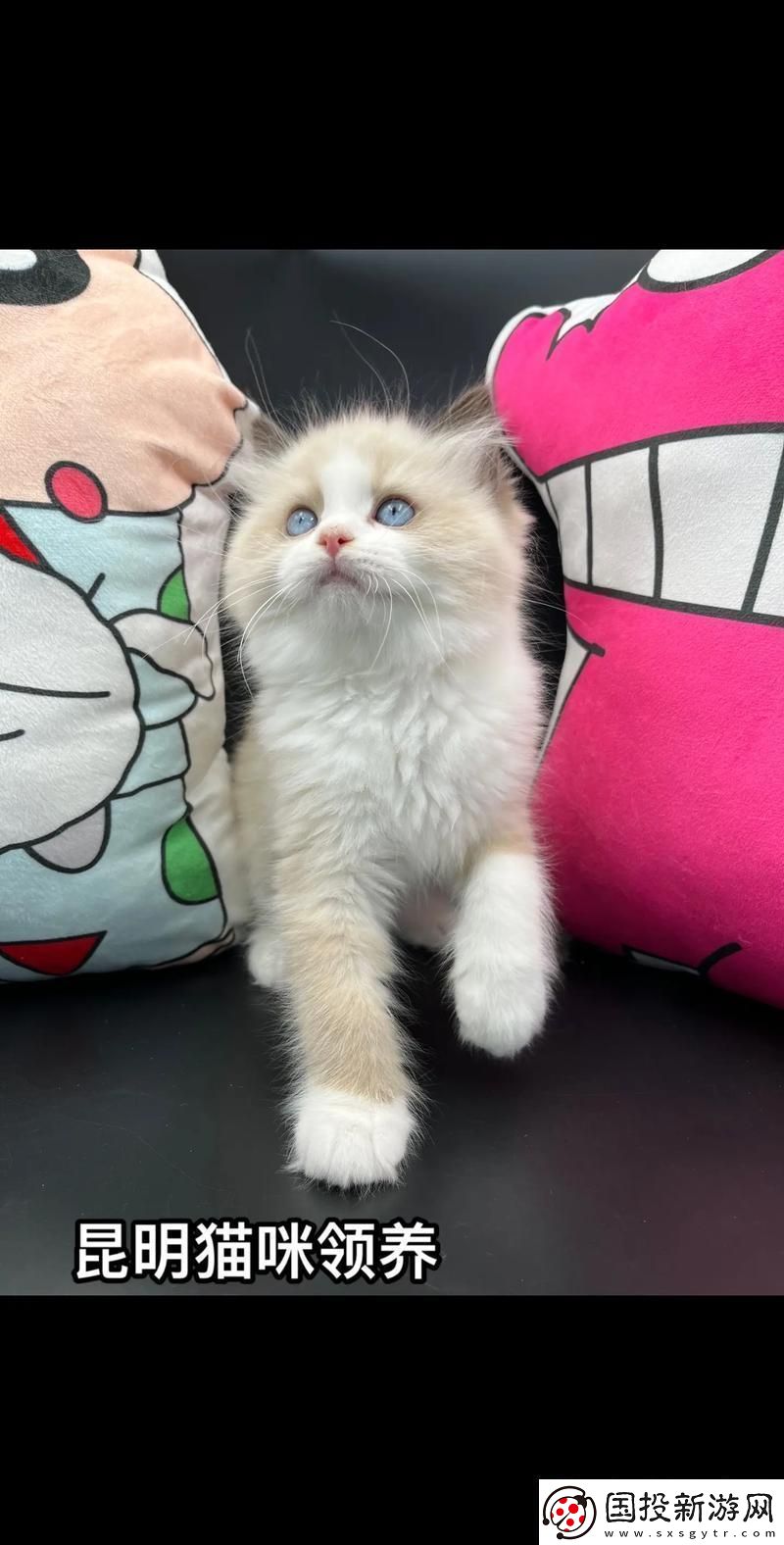 喵十八：青春未滿-創(chuàng)新已翻篇