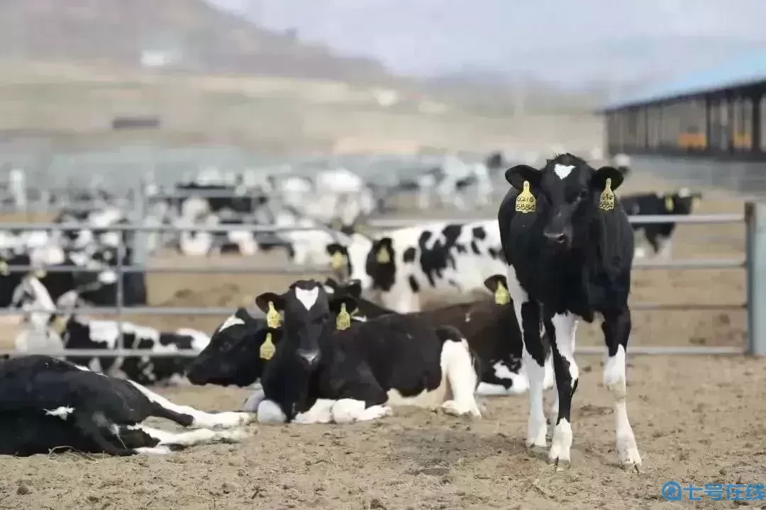 我的農(nóng)場(chǎng)里有奶牛用英語(yǔ)怎么說(shuō)