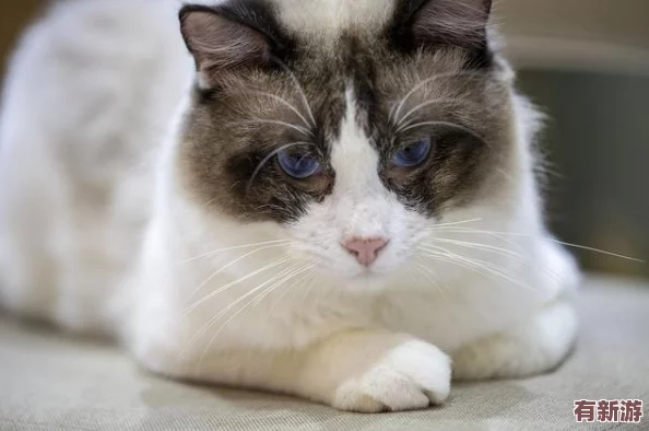 貓咪成人地域網(wǎng)名怎么取