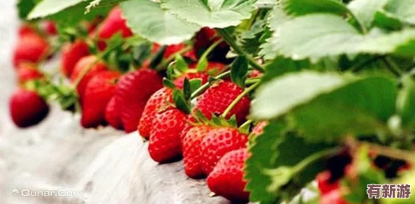 草莓視頻成人版：暢享高清福利視頻-滿(mǎn)足你的視覺(jué)盛宴與私密需求-讓你體驗(yàn)不一樣的娛樂(lè)世界！