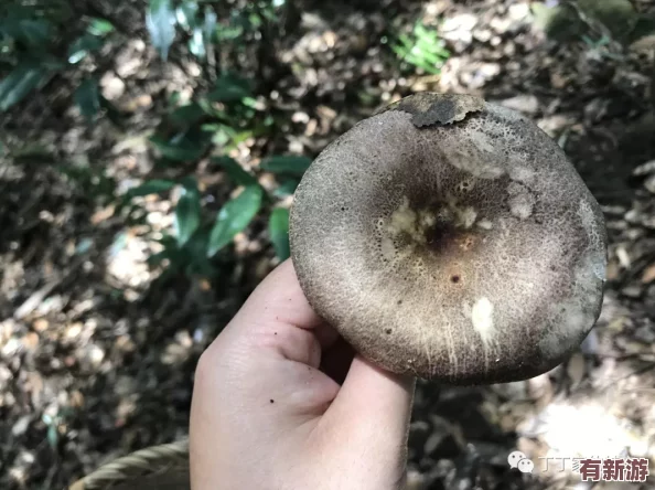 17c555黑料蘑菇-口感獨(dú)特的美食體驗(yàn)-讓你欲罷不能的絕佳選擇！