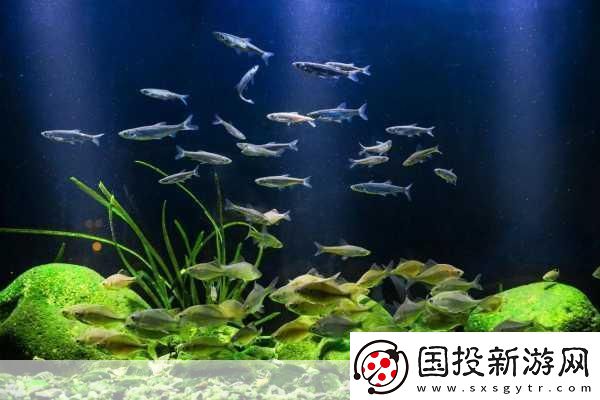 籃球隊(duì)的公共玩具正偉