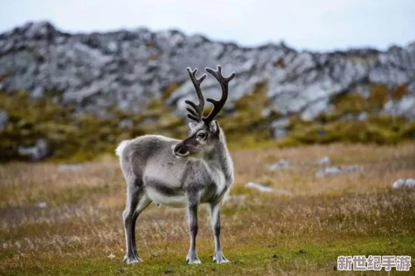 ZoomZookeeper動(dòng)物