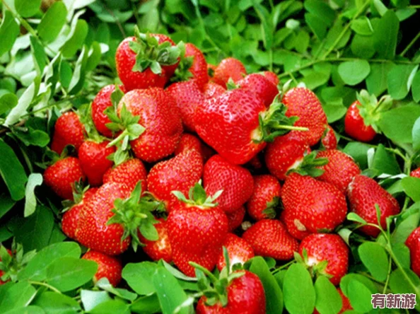 草莓視頻成人版