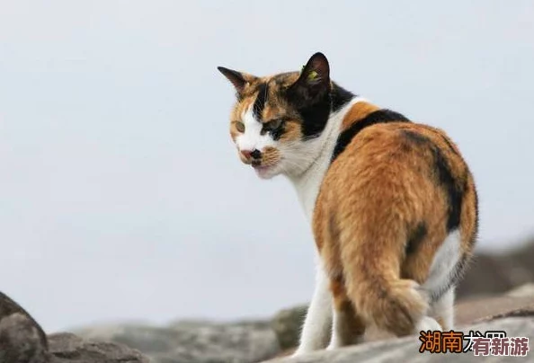 貓咪成人地域網(wǎng)名怎么取-教你創(chuàng)意十足的命名技巧與靈感來(lái)源！