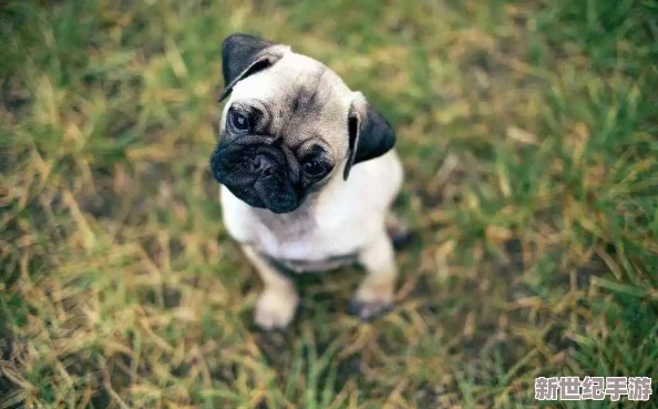 txvlogcom糖心官網(wǎng)免費(fèi)版觀看：分享個(gè)人體驗(yàn)與使用心得-探討其內(nèi)容豐富性和用戶友好性