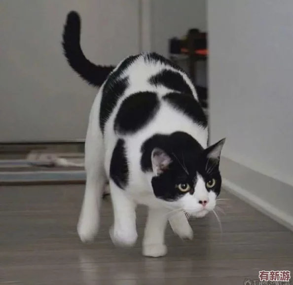 男女拔蘿卜原聲不帶歌詞沒(méi)有馬賽克