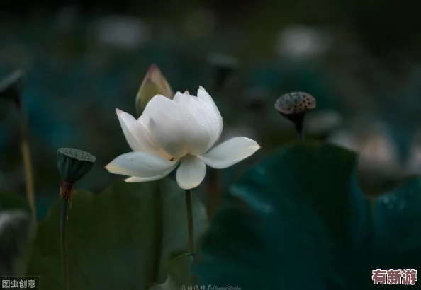天堂榮耀8月28日震撼啟航-獨家新服盛宴：限時獲取絕版神器-秒怪升級暢享無上榮耀！