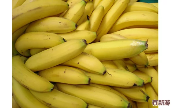 伊香蕉：一種新興的熱帶水果-營(yíng)養(yǎng)豐富且口感獨(dú)特-正逐漸受到消費(fèi)者的青睞與市場(chǎng)關(guān)注