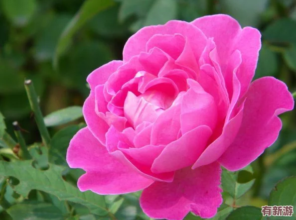 四川少婦BBw搡BBBB槡BBBB