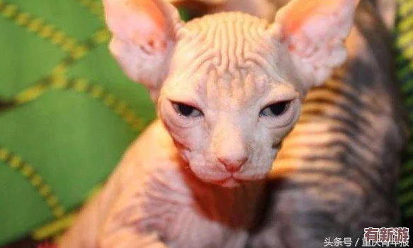 免費(fèi)拔蘿卜直播：傳遞快樂(lè)與收獲-賺錢(qián)也是一種成就