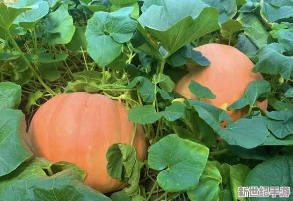 探秘不思議迷宮：南瓜馬車挑戰(zhàn)攻略與高效通關技巧深度剖析