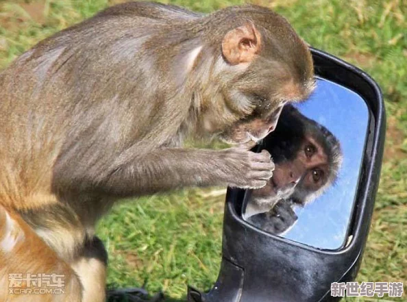 兩個(gè)人生猴子的全過(guò)程不蓋被子-這個(gè)搞笑的故事讓人忍俊不禁-笑聲不斷-真是讓人難以忘懷！