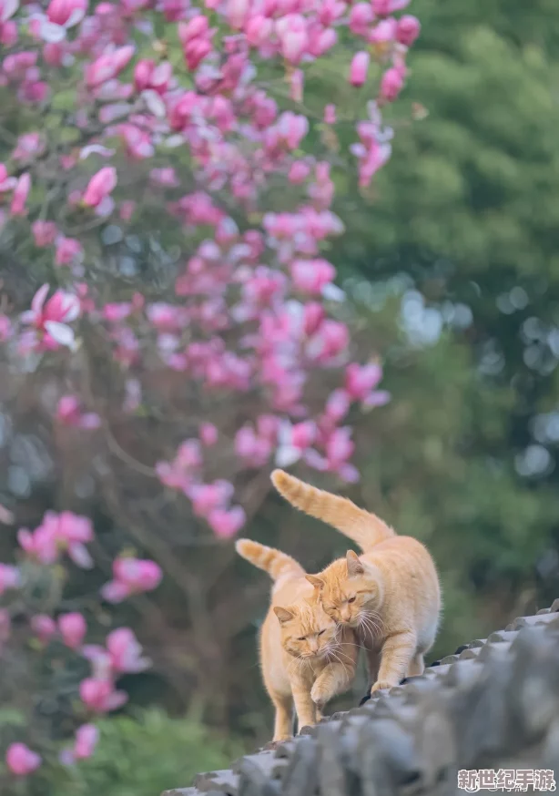 “小色貓：小小身影展現(xiàn)出無(wú)限魅力與溫暖-成為心靈的陪伴與家庭的歡樂”