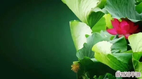 千層蓮花裹莖術(shù)怎么練-掌握技巧與要點(diǎn)-輕松提升你的修煉水平和效果！