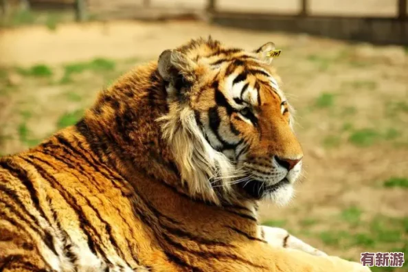 2023年4虎最新永久地域網(wǎng)名