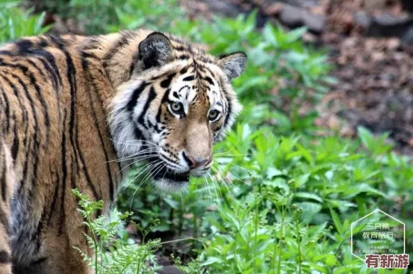 2023年4虎最新永久地域網名：深入理解其背后的文化與意義