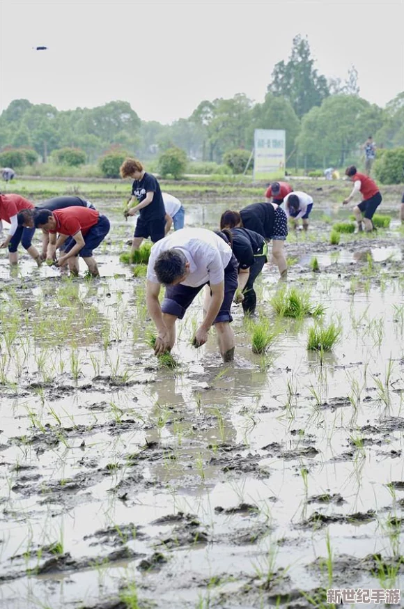 情侶插秧：春日田間的浪漫-見證愛情與自然的完美結(jié)合-共同體驗(yàn)農(nóng)耕樂趣