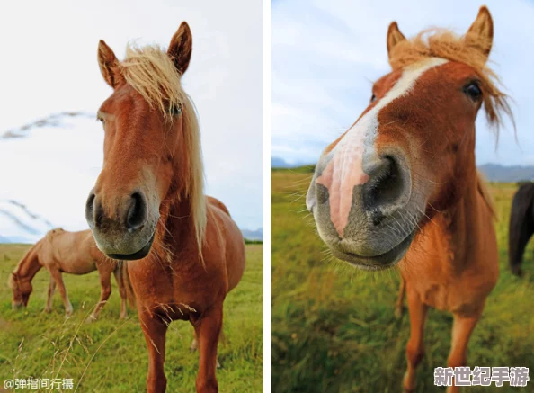 珍稀幼兒小馬拉：傳聞其背后隱藏著神秘的血統(tǒng)-竟與皇家馬匹有千絲萬(wàn)縷的聯(lián)系！