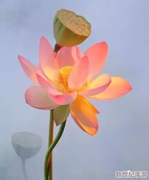 千層蓮花裹莖術(shù)怎么練