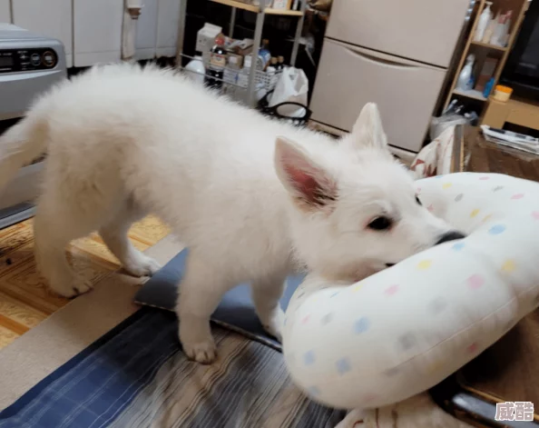 日本人添下邊短視頻